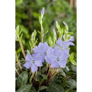 Plantiflor Kleinblättriges Immergrün violettblau Topf Durchmesser 15 cm Plantiflor Kleinblättriges Immergrün violettblau Topf Durchmesser 15 cm