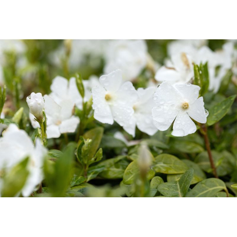 Plantiflor Kleinblättriges Immergrün weiß Topf Durchmesser 15 cm