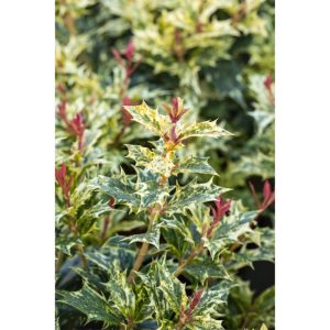 Plantiflor Stachelblättrige Duftblüte Tricolor Topf Durchmesser 15 cm Plantiflor Stachelblättrige Duftblüte Tricolor Topf Durchmesser 15 cm