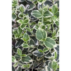Plantiflor Weißbunter Spindelstrauch Topf Durchmesser 15 cm Plantiflor Weißbunter Spindelstrauch Topf Durchmesser 15 cm