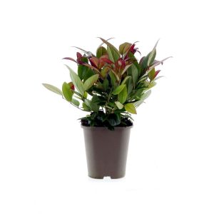 Plantiflor Traubenmyrthe Scarletta Topf Durchmesser 15 cm Plantiflor Traubenmyrthe Scarletta Topf Durchmesser 15 cm