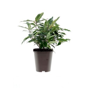 Plantiflor Traubenmyrthe Rainbow Topf Durchmesser 15 cm Plantiflor Traubenmyrthe Rainbow Topf Durchmesser 15 cm