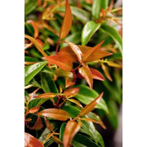 Plantiflor Traubenmyrthe Royal Ruby Topf Durchmesser 15 cm Plantiflor Traubenmyrthe Royal Ruby Topf Durchmesser 15 cm