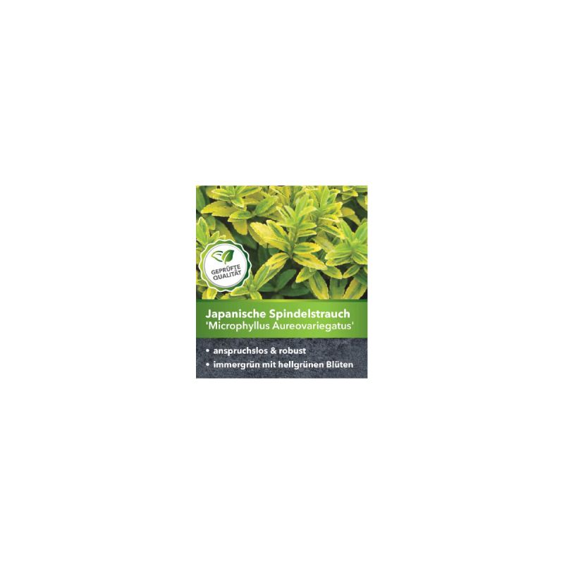 Plantiflor Gelbbunte Japanspindel Aureovariegatus Topf Durchmesser 15 cm