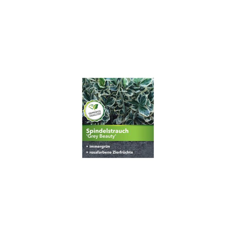Plantiflor Japanspindel Grey Beauty Topf Durchmesser 15 cm