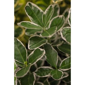 Plantiflor Japanischer Spindelstrauch Albomarginatus Topf Durchmesser 15 cm Plantiflor Japanischer Spindelstrauch Albomarginatus Topf Durchmesser 15 cm