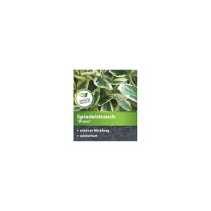 Plantiflor Japanischer Spindelstrauch Bravo Topf Durchmesser 15 cm Plantiflor Japanischer Spindelstrauch Bravo Topf Durchmesser 15 cm