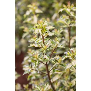 Plantiflor Stechpalme White Cream Topf Durchmesser 15 cm Plantiflor Stechpalme White Cream Topf Durchmesser 15 cm