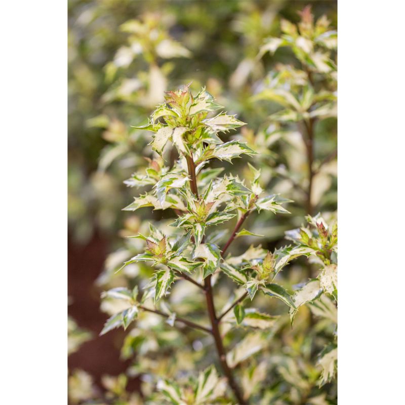 Plantiflor Stechpalme White Cream Topf Durchmesser 15 cm