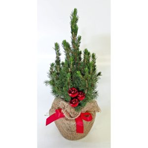 Plantiflor Geschmückte Zuckerhutfichte 25 cm Plantiflor Geschmückte Zuckerhutfichte 25 cm