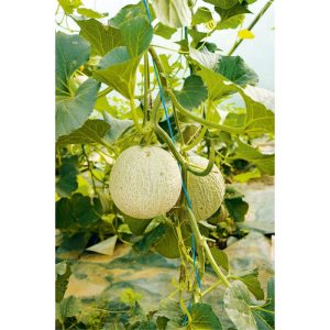Plantiflor Bio Gourmet Melone Charentais Topf Durchmesser 11 cm Plantiflor Bio Gourmet Melone Charentais Topf Durchmesser 11 cm