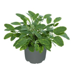 Plantiflor Gourmetkräuter Goldsalbei Topf 12 cm Plantiflor Gourmetkräuter Goldsalbei Topf 12 cm