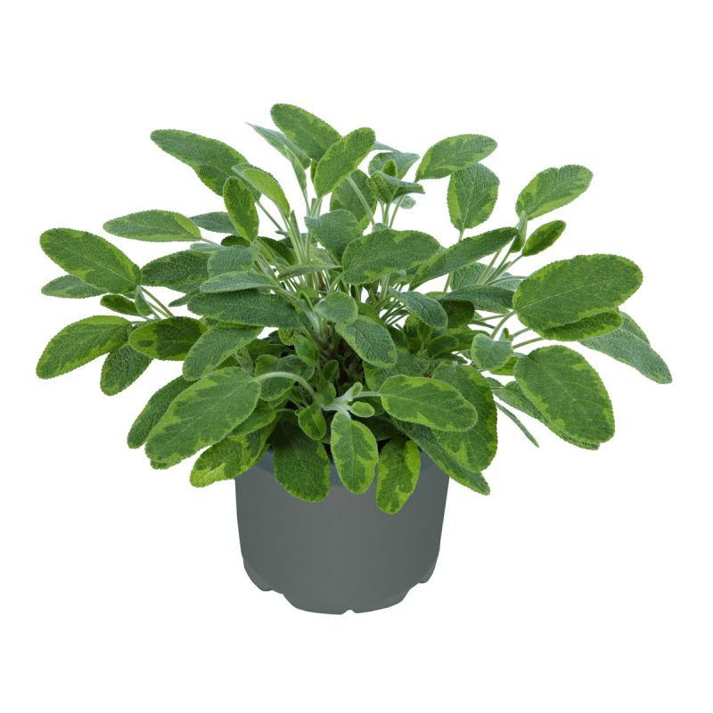 Plantiflor Gourmetkräuter Goldsalbei Topf 12 cm