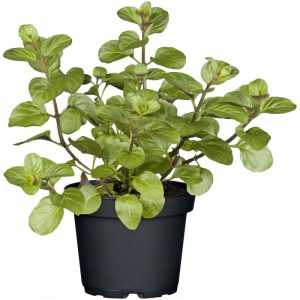 Plantiflor Gourmetkräuter Orangenminze Topf Durchmesser 12 cm Plantiflor Gourmetkräuter Orangenminze Topf Durchmesser 12 cm