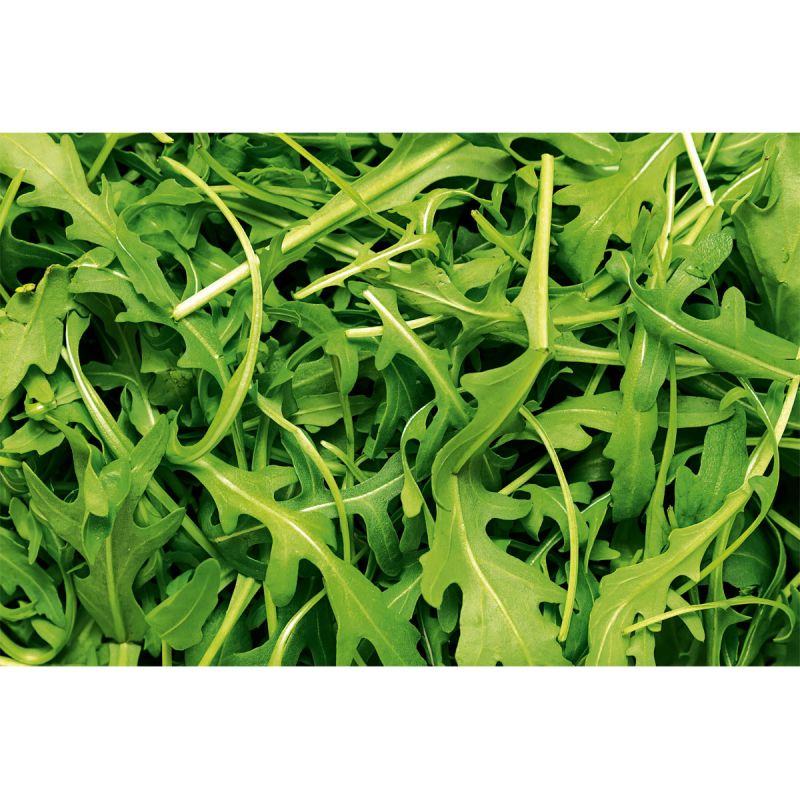 Plantiflor Rucola Topf Durchmesser 12 cm