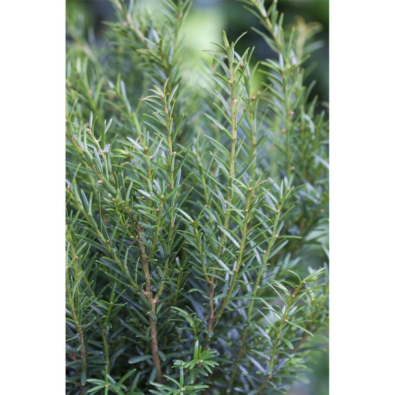 Plantiflor Eibe Renkes Kleiner Grüner Topf Durchmesser 17 cm
