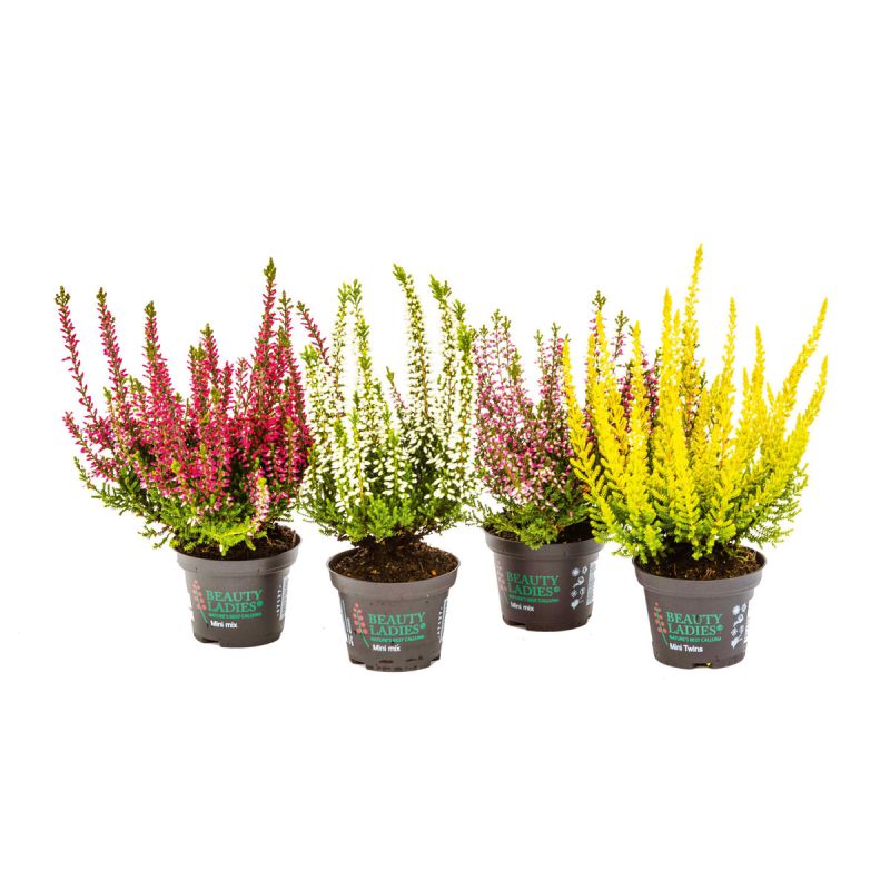 Plantiflor Knospenheide Beauty Ladies Topf Durchmesser 9,5 cm