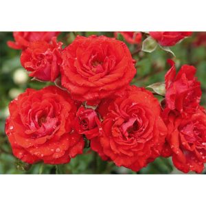 Plantiflor Bodendeckerrose rosa Topf Durchmesser 19 cm Plantiflor Bodendeckerrose rosa Topf Durchmesser 19 cm