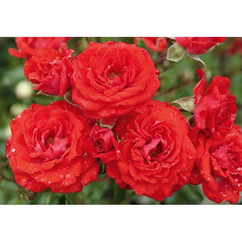 Plantiflor Bodendeckerrose rosa Topf Durchmesser 19 cm