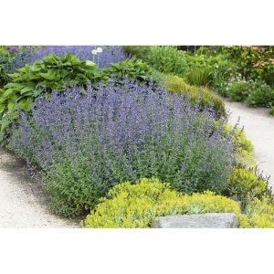 Plantiflor Katzenminze Topf Durchmesser 13 cm Plantiflor Katzenminze Topf Durchmesser 13 cm