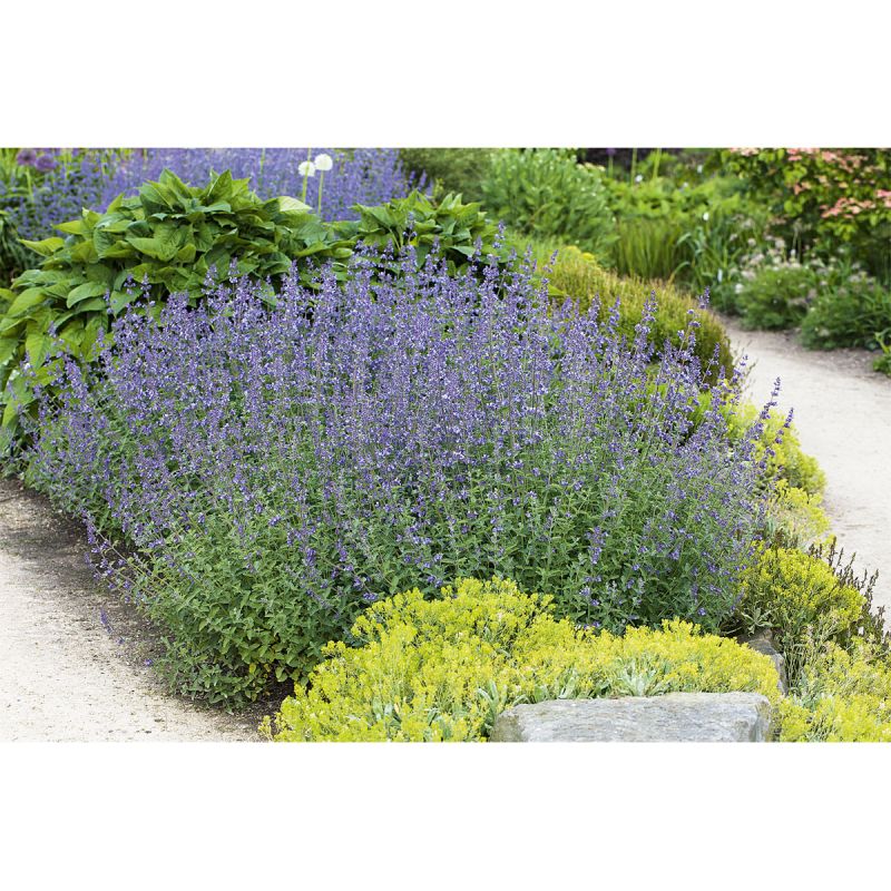 Plantiflor Katzenminze Topf Durchmesser 13 cm