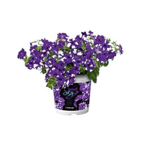 Plantiflor Petunie Night Sky Topf Durchmesser 12 cm Plantiflor Petunie Night Sky Topf Durchmesser 12 cm